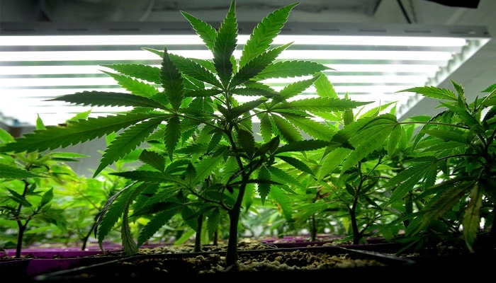 Выращивание марихуаны в домашних условиях