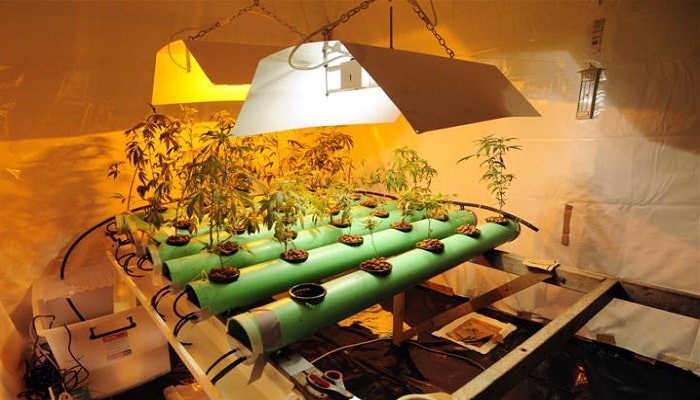 Выращивание конопли гидропон семя конопли прорастить