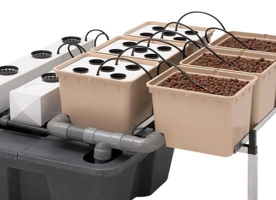 гидропоника, выращивание конопли,