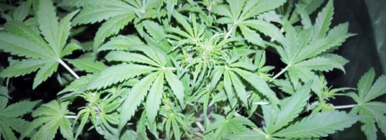 growreport, strain,