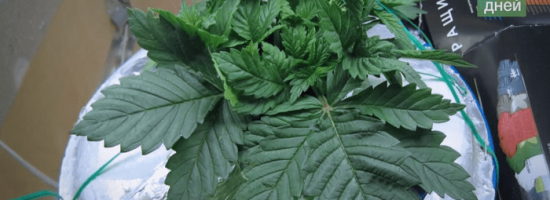 гроурепорт мариуаны, отчёт о выращивании,