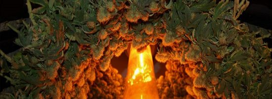 способы выращивания, каннабис,