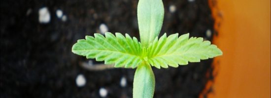 генетика марихуаны,