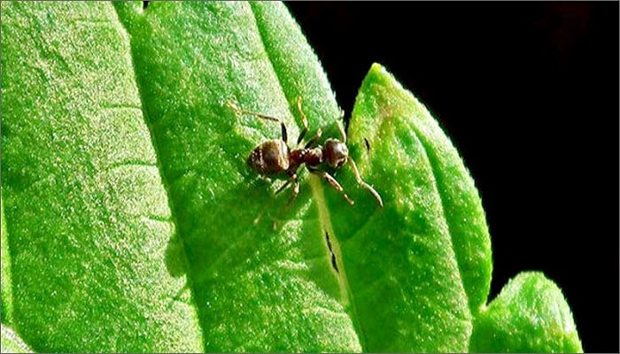 муравей и конопля