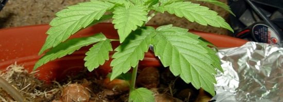 выращивание индор,