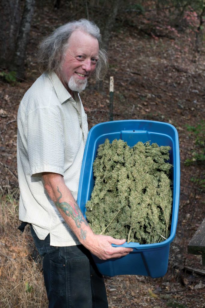 Собираем урожай марихуана шампунь из конопли чехия