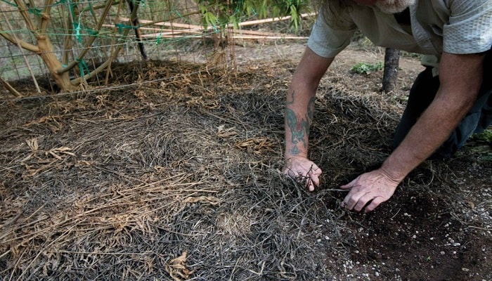 почва для выращивания конопли
