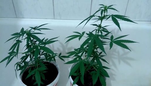 growing, cannabis, indoor,