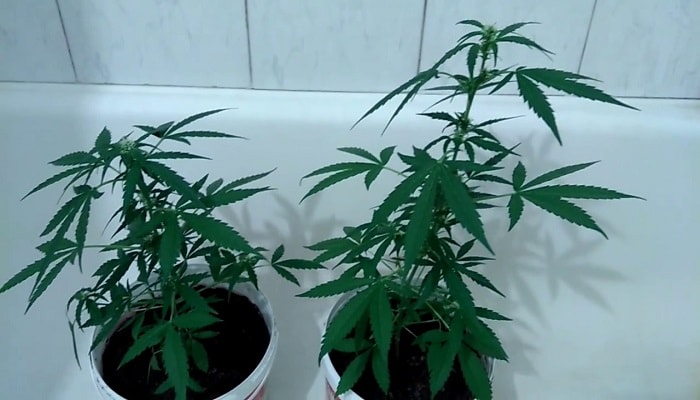 можно выращивать марихуану дома