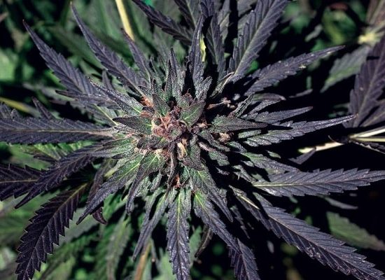 outdoor, выращивание на улице,