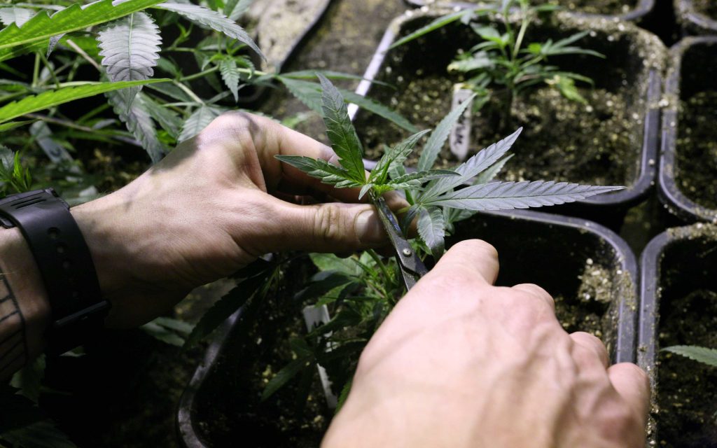 Как повысить урожай марихуаны за наркотике в минске