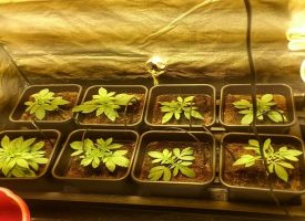 Выращивание марихуаны гидропоники в домашних условиях история о марихуане