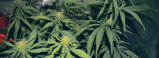 гроурепорт, indoor, cannabis,