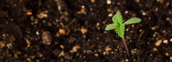 кремний, Si, микроэлементы, конопля,