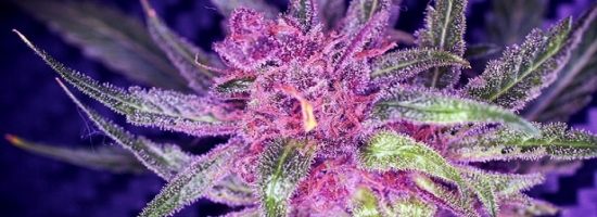 цвет каннабиса, разновидности марихуаны,
