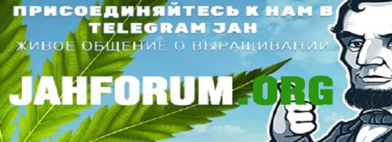 jahforum, telegram, соц сети,