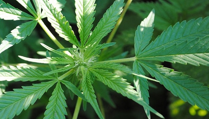 Клонирование марихуаны – Все, что нужно знать о материнских растениях и клонах