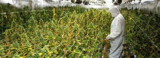 indoor, plantation, weed,