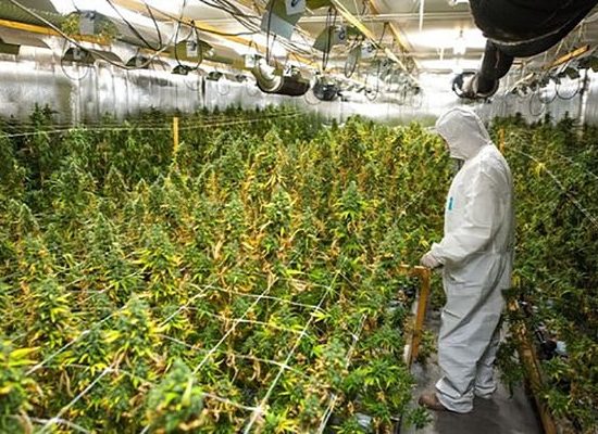 indoor, plantation, weed,
