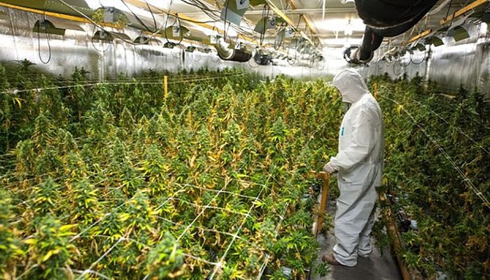 Теплицы для выращивания марихуаны марихуану купить в праге