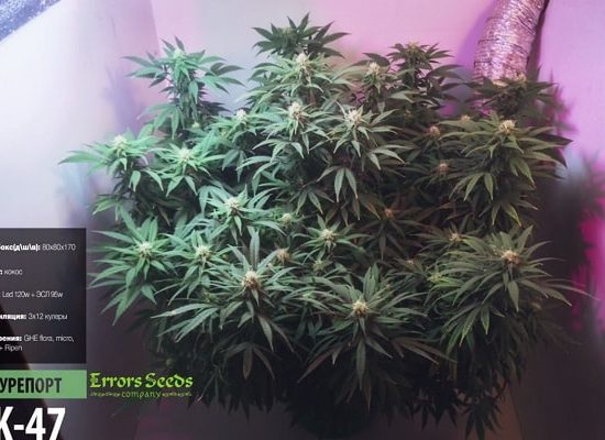 гроурепорт, видео-отчёт о выращивании,