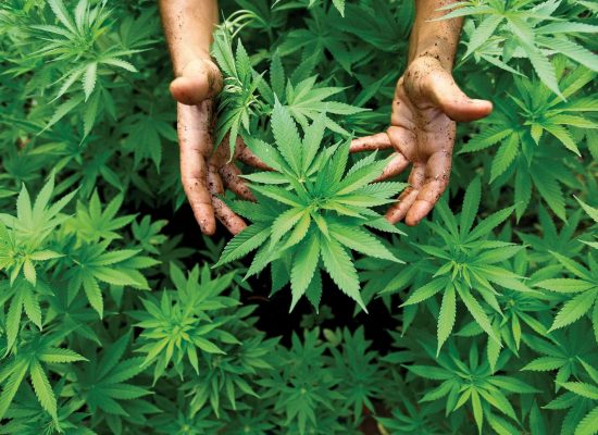 ежегодная акция, акции на Errors Seeds,