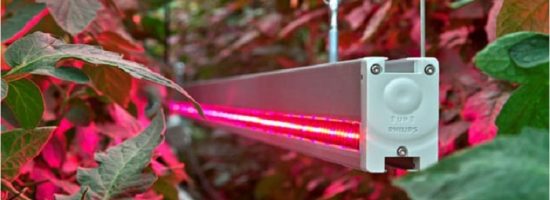 выбор светодиодов для теплиц