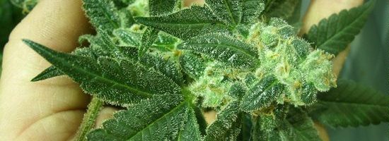 kultivatciya-konopli