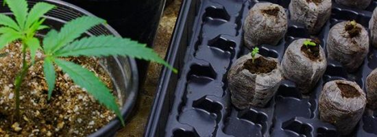 выращивание конопли метод гидропоники