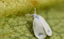 Белокрылка – главный вредитель растений