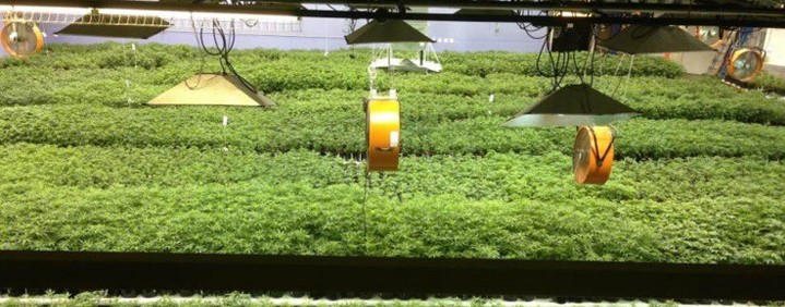 Гидропонический метод выращивания марихуаны в закрытых помещениях.