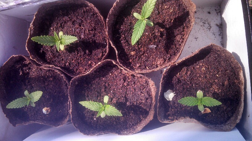 выращивание конопли, выращивание марихуаны, конопля, марихуана, проращивание семян, семена конопли, семена канабиса, семена марихуаны,