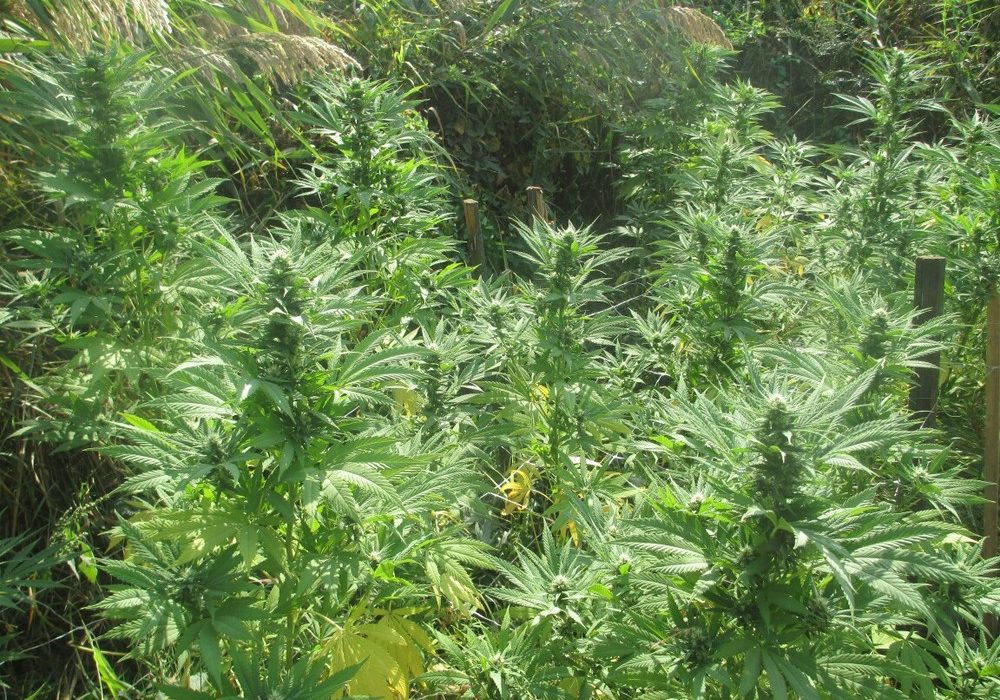 выращивание марихуаны аут