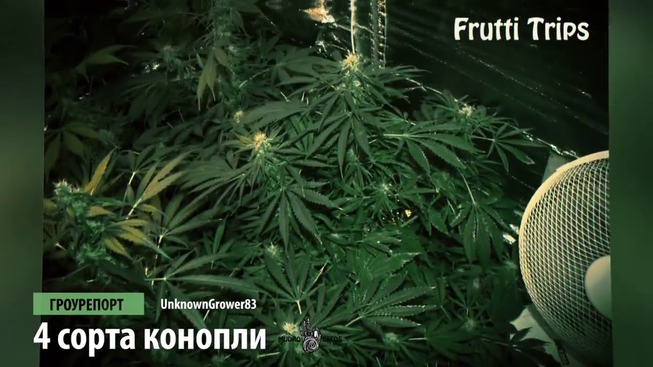 Видео выращивании марихуаны новые картинки с марихуаной