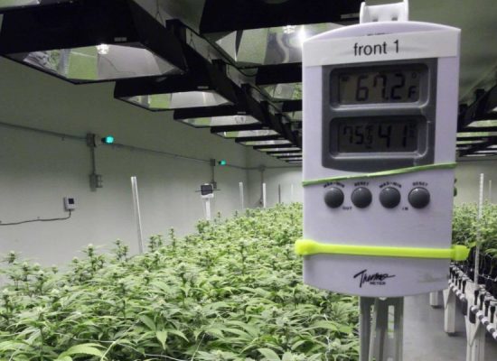 выращивание в индоре