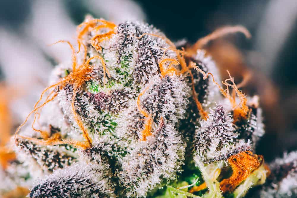 выращивание марихуаны