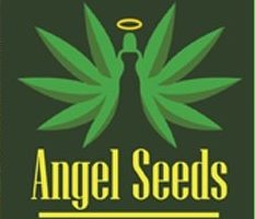 честный обзор angel seeds, выращивание конопли, выращивание марихуаны, семена конопли, семена марихуаны, обзор, отзывы, семена конопли,