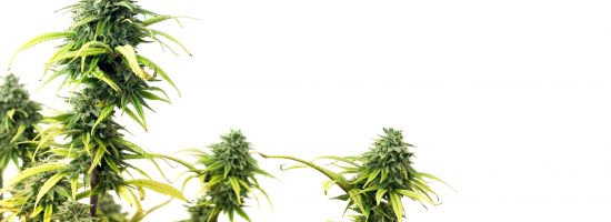 hybrud strains, weed, mj, marijuana,