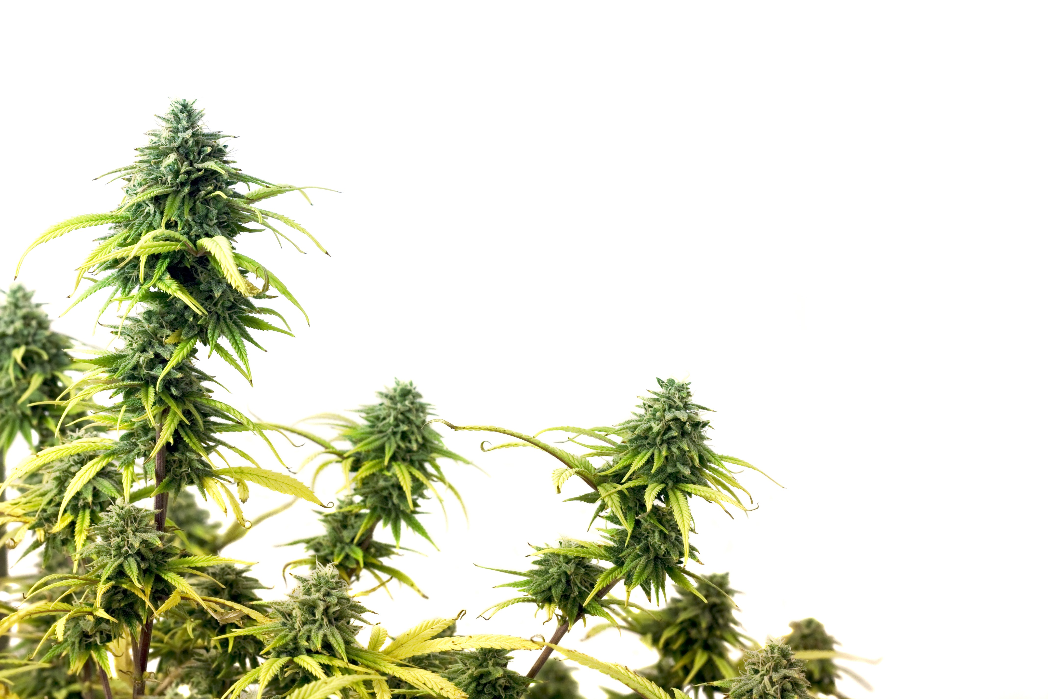 hybrid strain, mj, weed, cannabis, 