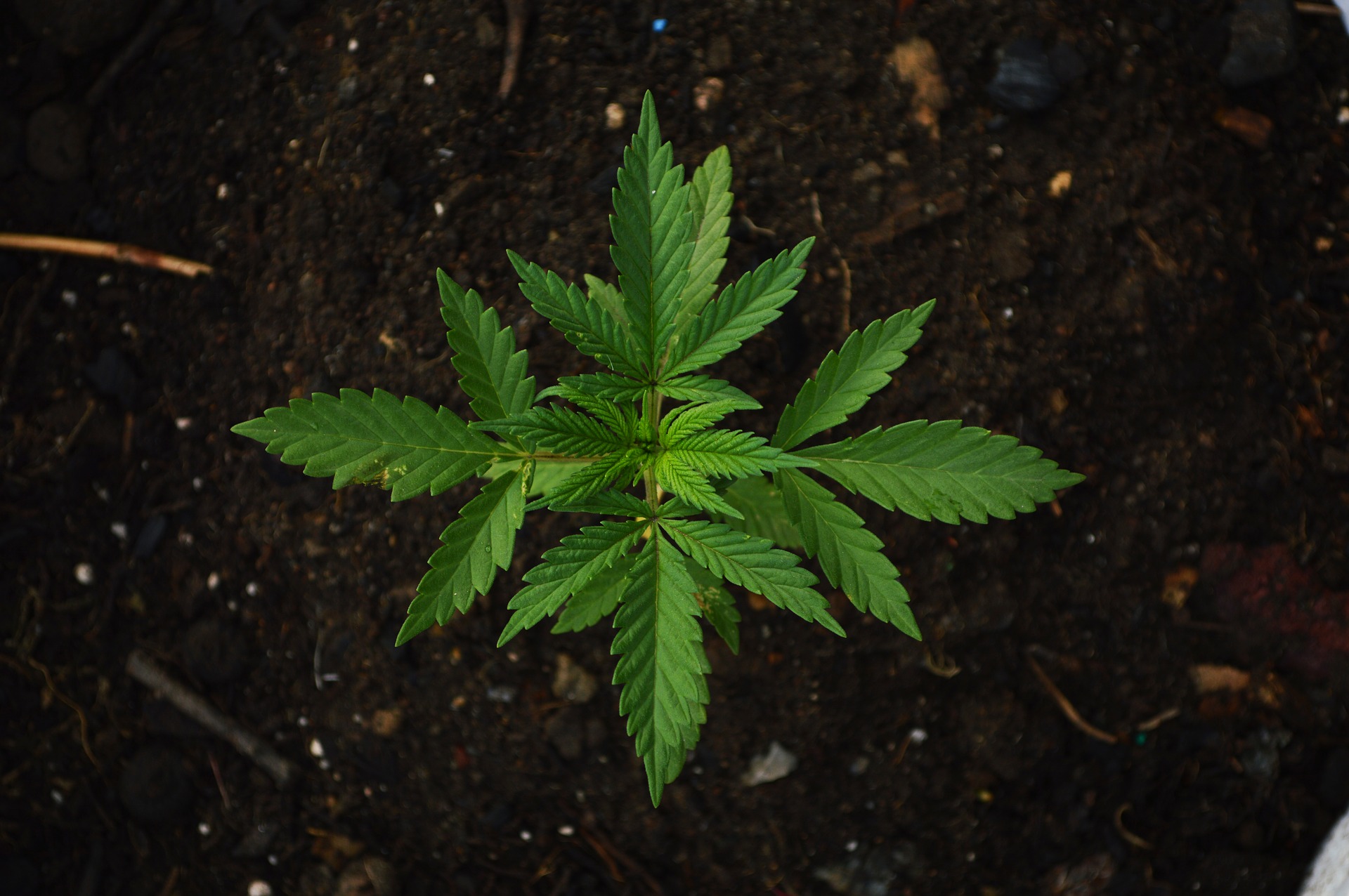 выращивание марихуаны 