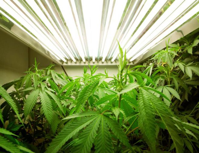 Какое освещение нужно конопле токсична ли марихуана