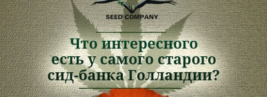 dutch passion, errors seeds, cbd, кбд, сорта конопли, сортовая марихуана, конопля, каннабис, купить семена конопли, weed, strain, marijuana, 420 time, seed bank, автики, феменизированные сорта конопли, auto, glueberry, feminised, виды конопли,