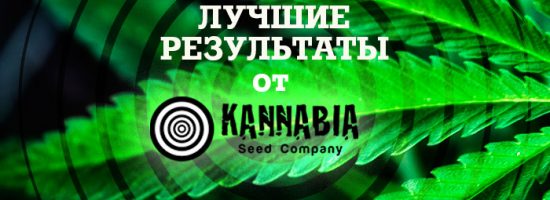 feminised, феминизированные семена конопли, kannabia seeds, errors seeds, medical marijuana, медицинская конопля, медицинский каннабис, медицинская марихуана, конопля, каннабис, марихуана, 420, weed, купить семена конопли, сортовая конопля, purple kush, kush, каннабия, сид банк, medical cannabis, seed bank, hemp, ganja, smoke weed every day,