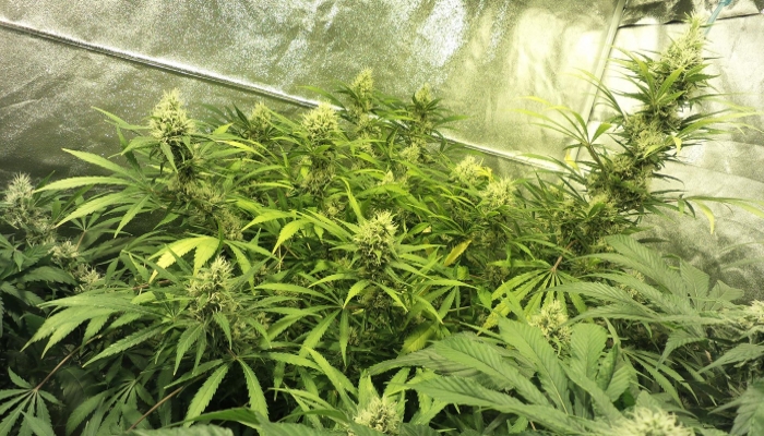 auto flowering, cbd strain, kannabia seeds, errors seeds, medical marijuana, медицинская конопля, медицинский каннабис, медицинская марихуана, конопля, каннабис, марихуана, 420, weed, купить семена конопли, сортовая конопля, diesel glue, каннабия, сид банк,