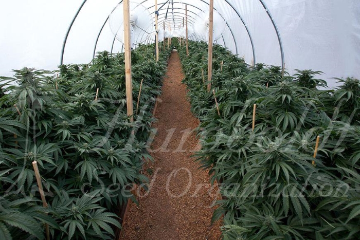 humboldt seed organization, humboldt seeds,, errors seeds, cbd, кбд, тгк, thc, сорта конопли, сортовая марихуана, конопля, каннабис, купить семена конопли, weed, strains, marijuana, 420 time, seed bank,