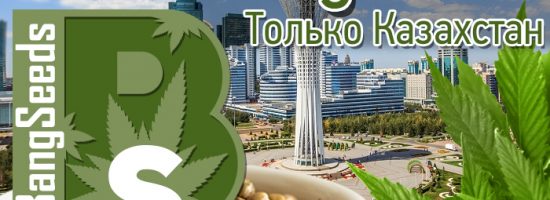 bangseeds, seed bank, cannabis seeds, конопляные семена, семена конопли, marijuana, weed, 420, hemp, конопля, марихуана, каннабис, сортовая конопля, сортовая марихуана, купить семена конопли в Казахстане, семена конопли в Казахстане,