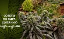 Полив марихуаны чаем Полив марихуаны чаем перевод тор браузера вход на гидру