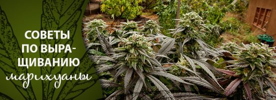 420, cannabis, ganj, growing cannabis, growing indoor, growing outdoor, hemp, marijuana, mj, strains, weed, виды каннабиса, выращивание конопли, выращивание марихуаны, ганжа, дубас, канабис, каннабис, конопля, марихуана, медицинская марихуана, медицинский каннабис, помощь новичкам, рекреационная марихуана, семена конопли, советы для новичков, советы по выращиванию марихуаны, советы по выращиванию, сорта каннабиса, сорта конопли, сорта марихуаны,