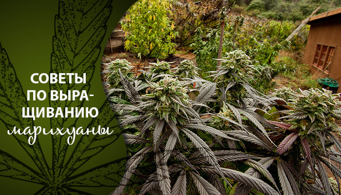 Научится выращивать марихуану hydra 1p