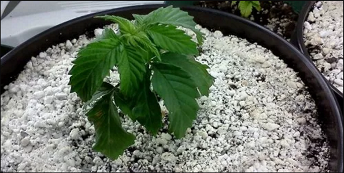 выращивание марихуаны полив